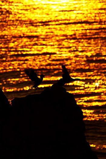 “Glittering Wings” - Hwan sik Kim – Photography – 8” x 10” - $25 - culain@naver.com