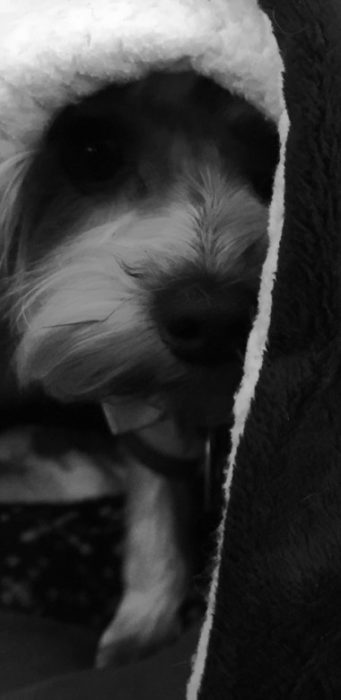 Digital & Photography Winner - “Parry’s Moment” Angela Valente-Romeo Photograph on Metal 8” x 24” $575