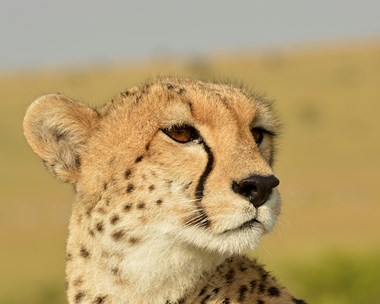 Digital & Photography Winner - “Cheetah” Nicholas Mariano Photography 28” x 21” $250