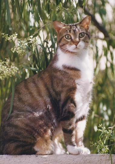 Digital & Photography Winner - “Ashling” Gaelic for “Dream of Beauty” Rev. Paula T. Webb Photography 8” x 10” $175