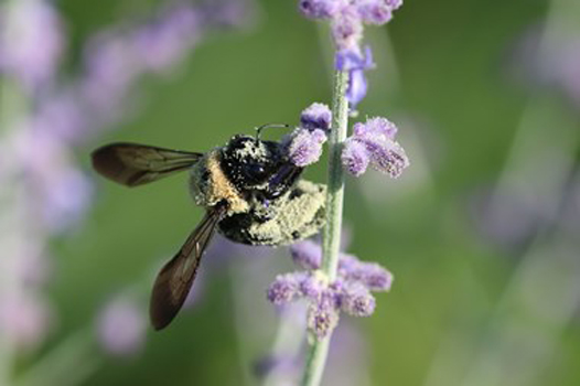 “Got Pollen?” – Kathy Brady - Digital Photography – 16” x 20” - $200 - www.WolfEyesPhotography.com