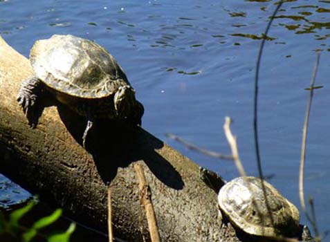 “Turtle Motel” - Marcia Berg Haskell - Digital Photograph – 19” x 13” - $250 - http://MarciasCreativeWorld.com