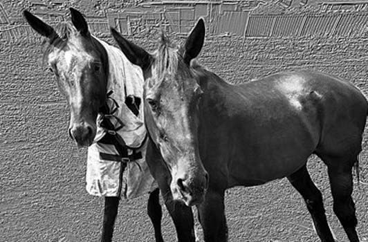 “Side by Side” - Peter Connolly – Print - 12" x 18”