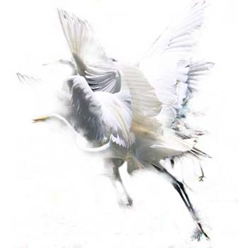“Cranes” - Evelyn Espinoza - Photo Montage - 20" x 20" - $425 - www.evelyncurryart.com