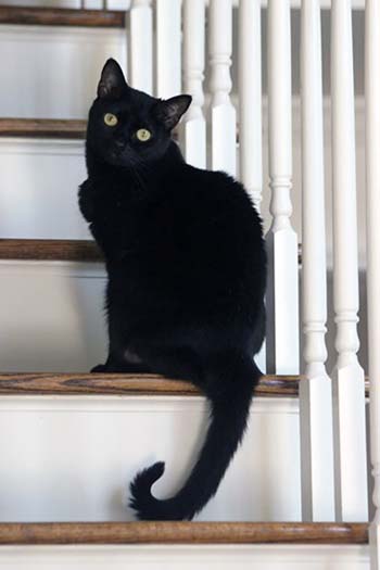 “Blackbean” – Sylvia Freeman - Digital Photography – 8” x 12” - $200 - sylvia.freeman@gmail.com