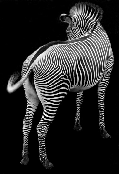 Digital & Photography Winner - “Zebra” David Bartlett Digital Photography 29” x 20” $750