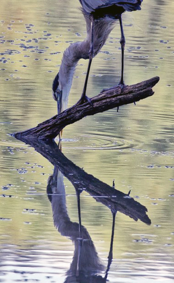 "Heron Reflection", Margaret King, Digital Photography on Canvas, 11" x 14", $500, https://inmybackyardmargaretaking.squarespace.com