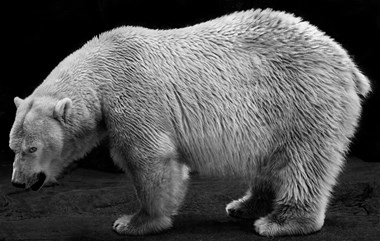 “Polar Bear” David Bartlett Digital Photography 19” x 30” $750