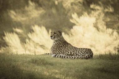 Digital & Photography Winner - “Cheetah” Michael Owens Photography 8” x 12” $250