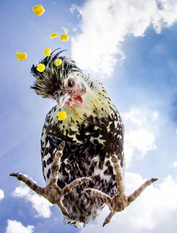 “Maris in the Sky ” – Carol Sahley - Photography - Size & Price Negotiable - http://www.krop.com/goatpixel