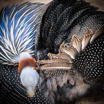 “Untitled” – Carol Sahley - Photography - Size & Price Negotiable - http://www.krop.com/goatpixel