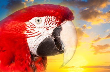 Digital & Photography Winner - “Bird” Debra Behr Photographic Illustration on Metal 8” x 12” $300