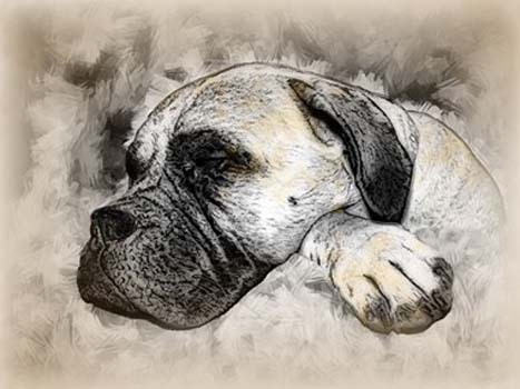 “Maggie” – Jean Burnett - Digital Art on Canvas - 14" x 18" - $450 - http://www.photographybecomesart.com