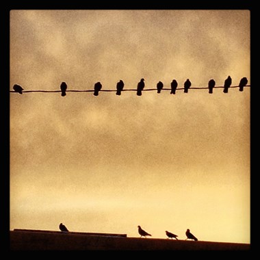 Digital & Photography Winner - “Birds on a Line” Serena Perkins Digital Photography 24” x 24” $175