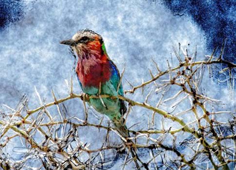 “Throne of Thorns” – Jean Burnett - Digital Art Bonded to 1/2" Acrylic - 14" x 19" - $775 - http://www.photographybecomesart.com