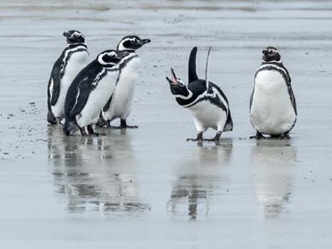 “Listen!” - Judy Guenther – Photograph - 18” x 24” - $290 - www.judyguentherphotography.com