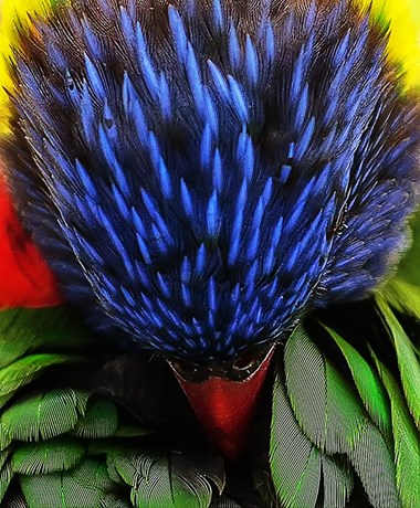 “Larakeet” Christopher Richmond Photography 8” x 12” $180