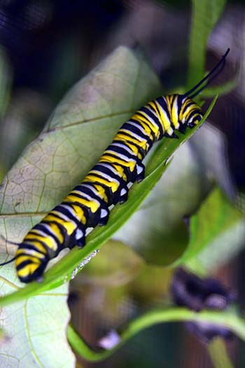 “Caterpillar” – Nancy Pallowick – Photography – 16” x 24” - $125 - pallowick2772@att.net