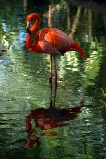 “Flamingo Reflection” – Nancy Pallowick – Photography – 16” x 24”