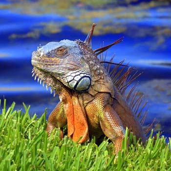 “Lizard King” – Nancy Pallowick – Photography – 12” x 12” - $110 - pallowick2772@att.net