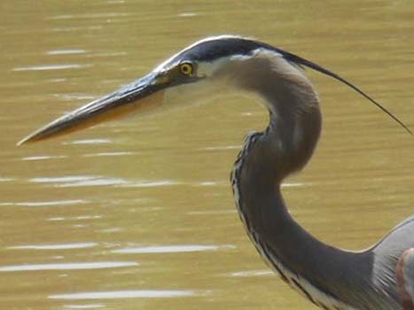 “Watching You” - Catherine Ing - Photography - 5" x 7" – NFS - https://wordpress.com/posts/imagesoffthepath.wordpress.com