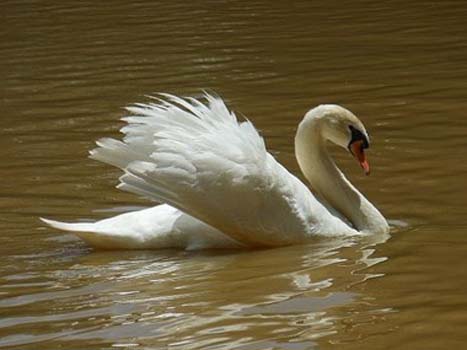 “Serene Spirit” - Catherine Ing - Photography - 5" x 7" – NFS - https://wordpress.com/posts/imagesoffthepath.wordpress.com