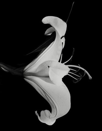 “Casablanca 1” – Dale M. Reid - Silver Gelatin Print - 28" x 32" (framed) - $2,500 - www.dalemreidphotography.com