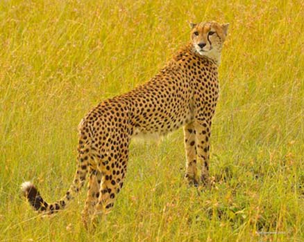 “On Watch” - Nicholas Mariano – Photography - 14" x 11" - $150 - www.worldpics.org