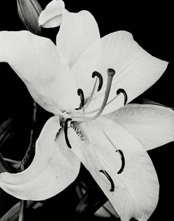 “Casablanca 4” – Dale M. Reid - Silver Gelatin Print - 28" x 32" (framed) - $2,500 - www.dalemreidphotography.com