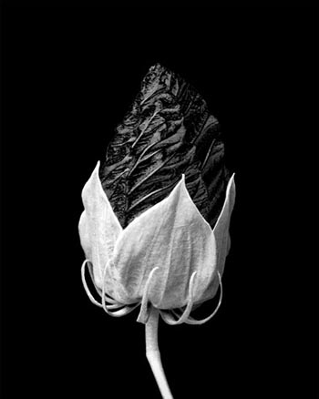 “Hibiscus Palustris, Furled” – Patrick O’Brien - Metallic Print - 10" x 12.5" - $150 - patnik98@aol.com