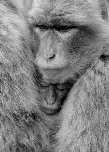 “Protective Instinct” - Alfonso de Cruz Barrios – Photography on Canvas – 30” x 40” - $400 - alfonsoencarna@hotmail.com