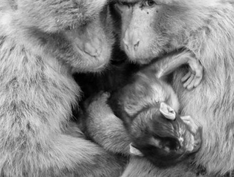 “Lovingly” - Alfonso de Cruz Barrios – Photography on Canvas – 30” x 40” - $450 - alfonsoencarna@hotmail.com