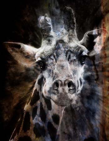 “Concerned” – Richard Greene – Photography - 16" x 21" - $250 - www.richardgreenepictures.com