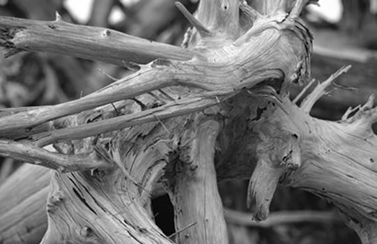 “Gnarly” – Tommy Crane – Digital Photography – 11” x 17” - $150 - tjcrane@valdosta.edu