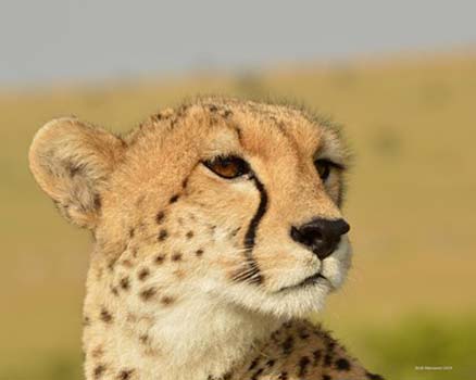 “Cheetah” - Nicholas Mariano – Photography - 14" x 11"