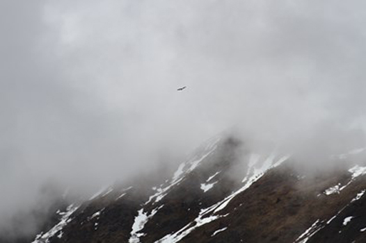 “Eagle in Alaskan Mountain Fog” – Kathy Brady - Digital Photography – 16” x 20” - $175 - www.WolfEyesPhotography.com