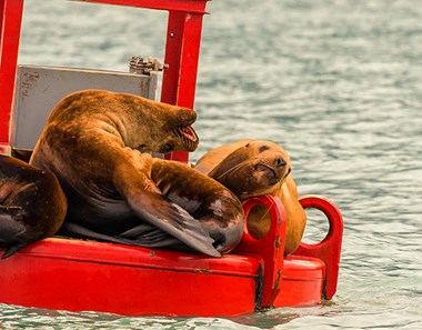Digital & Photography Winner - “Sea Lyin’ Around” Christopher Richmond Photography 7” x 5” $160