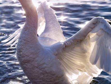 “Transparent” – Richard Greene – Photography - 21" x 16" - $250 - www.richardgreenepictures.com