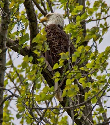 “Majestic” – Margaret King - Digital Photography – 8” x 10” - $100 - https://inmybackyardmargaretaking.squarespace.com