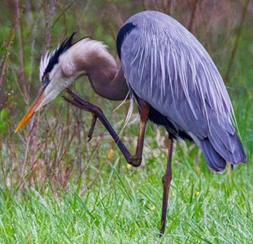 “Scratching My Itch” – Margaret King - Digital Photography – 8” x 10” - $100 - https://inmybackyardmargaretaking.squarespace.com