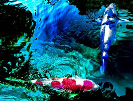 “Koi” – Richard Greene – Photography - 21" x 16" - $250 - www.richardgreenepictures.com