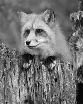 “Black and White Red Fox” – Donald Knight - Print on Canvas - 16" x 20" - $200 - https://fineartamerica.com/profiles/naturephotographer.html