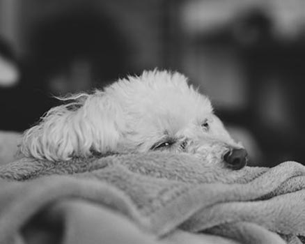 “Olivia” – Chris A. Dorsey – Silver Gelatin Print – 8” x 10” - $50 - www.ChrisADorsey.com