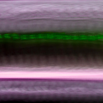 “Japan 8 Purple, 3/9” - Kathy B. Shapiro - Photography on Aluminum - 16" x 16" - $1,22600 - www.KathyShapiro.com