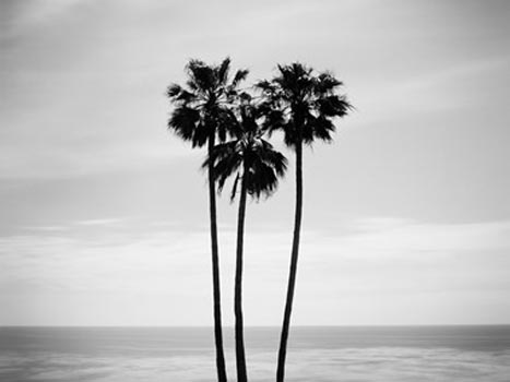 “Laguna Palms” – Chris A. Dorsey – Silver Gelatin Print – 30” x 40” - $275 - www.ChrisADorsey.com