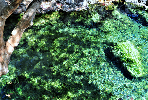 “Emerald” - Susan Phoebe Sabado – Digital Photography - susan.phoebe@yahoo.com