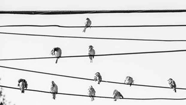 “Thanks Leonard” – Peter Shepherd - Digital Photo – 21” x 12" - $300 - watershed96@me.com