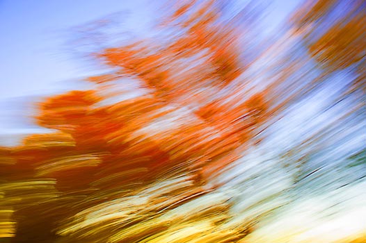 “Tree Whizz” – Peter Connolly - Digital Photography - 8" x 12" - $150 - peter.connolly1959@gmail.com