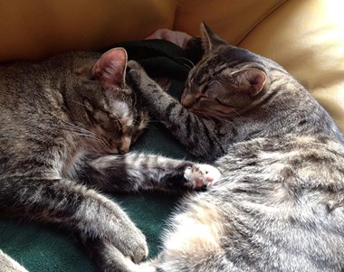 “Cat Nap” Emily Tally Digital Photography 8” x 10” $225