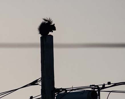 “City Squirrel” – Peter Shepherd - Digital Photo - 4" x 10" - $300 - watershed96@me.com